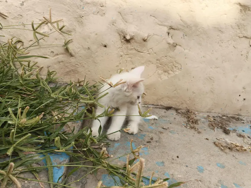 2 White Persian Kittens double coat for Sale — photo 10