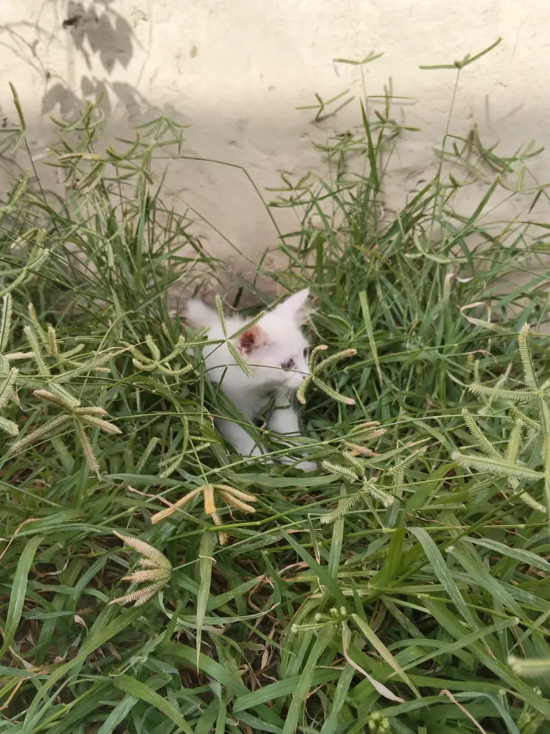 2 White Persian Kittens double coat for Sale — photo 11