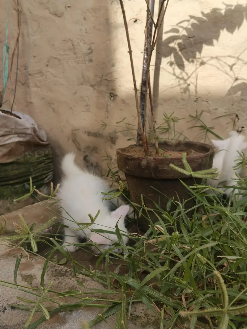 2 White Persian Kittens double coat for Sale — photo 12