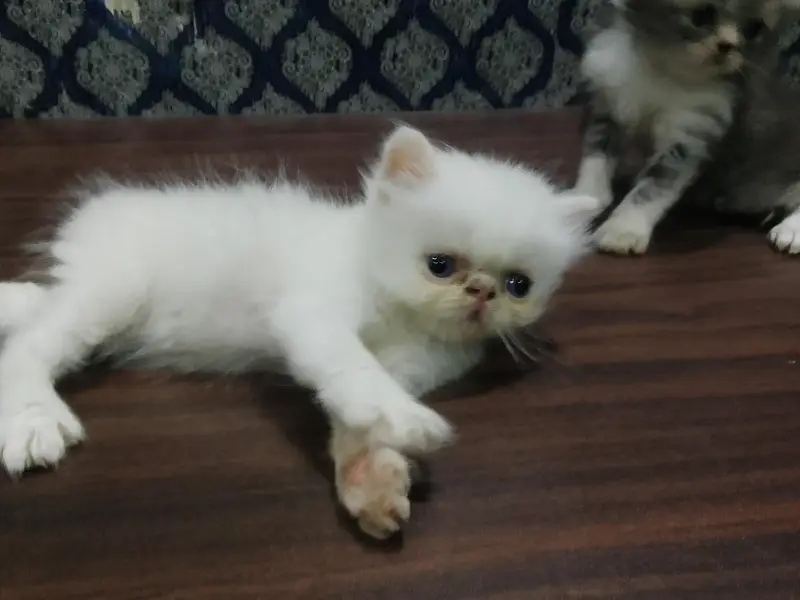 4 piki face cat's mashallah on point features healthy cute 03316201707 — photo 8