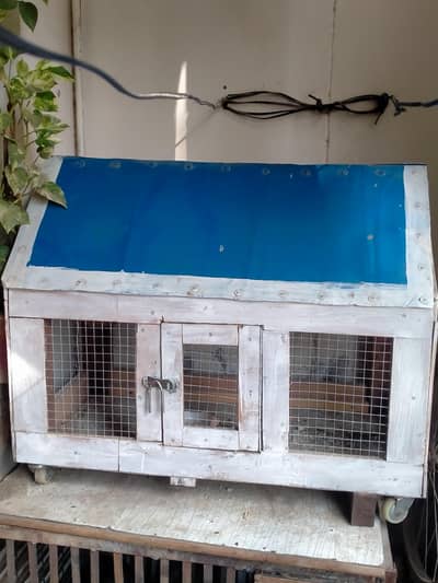 Beautiful Australian Budgies (5 Birds) with Wooden Cage for Sale