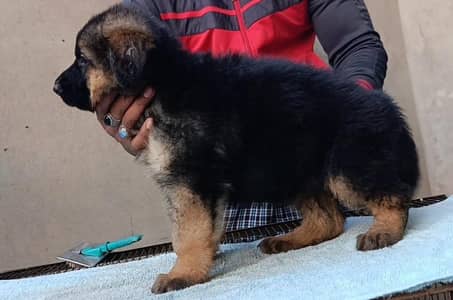 Black shepherd | black german shepherd | long coat | gsd puppies