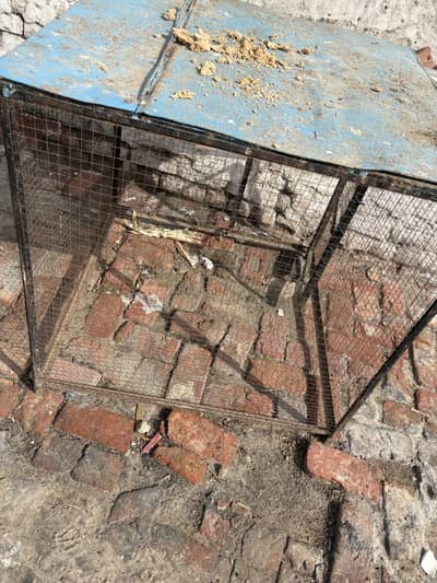 Hen cage