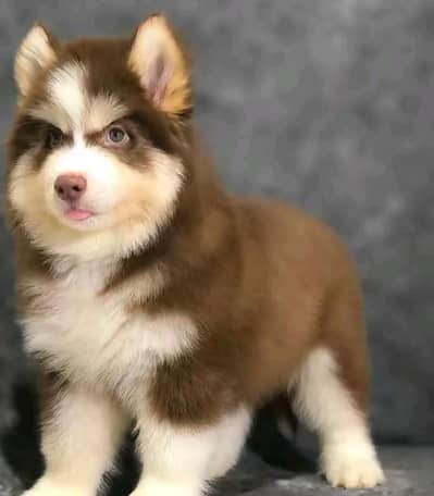 Siberian husky dog vaccine related 3 code potty train all okay