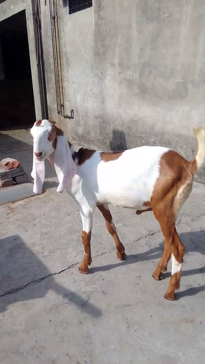 goat kid Whatsapp 03244695410