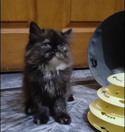 persian female/male kitten/cat triple coat/punch/semipunch