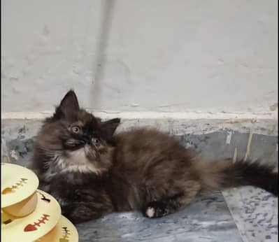 persian triple coat/heavy fur/punch face/kittens/cat