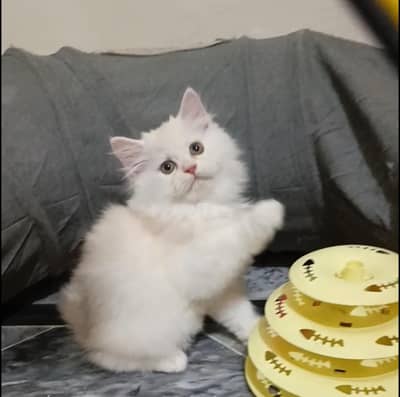 persian female/male kitten/cat triple coat/punch/semipunch