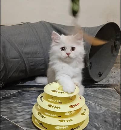 persian female/male kitten/cat triple coat/punch/semipunch