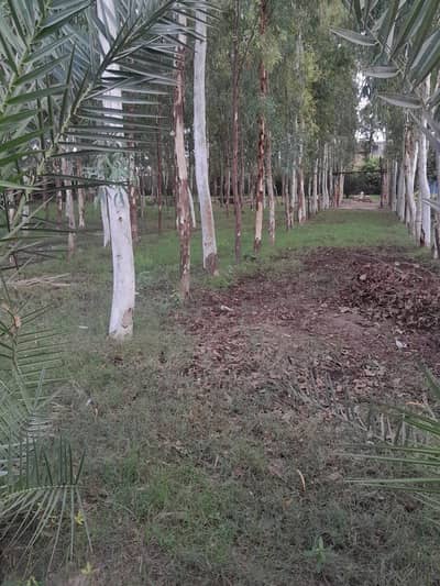 Eucalyptus for sale Sufaida