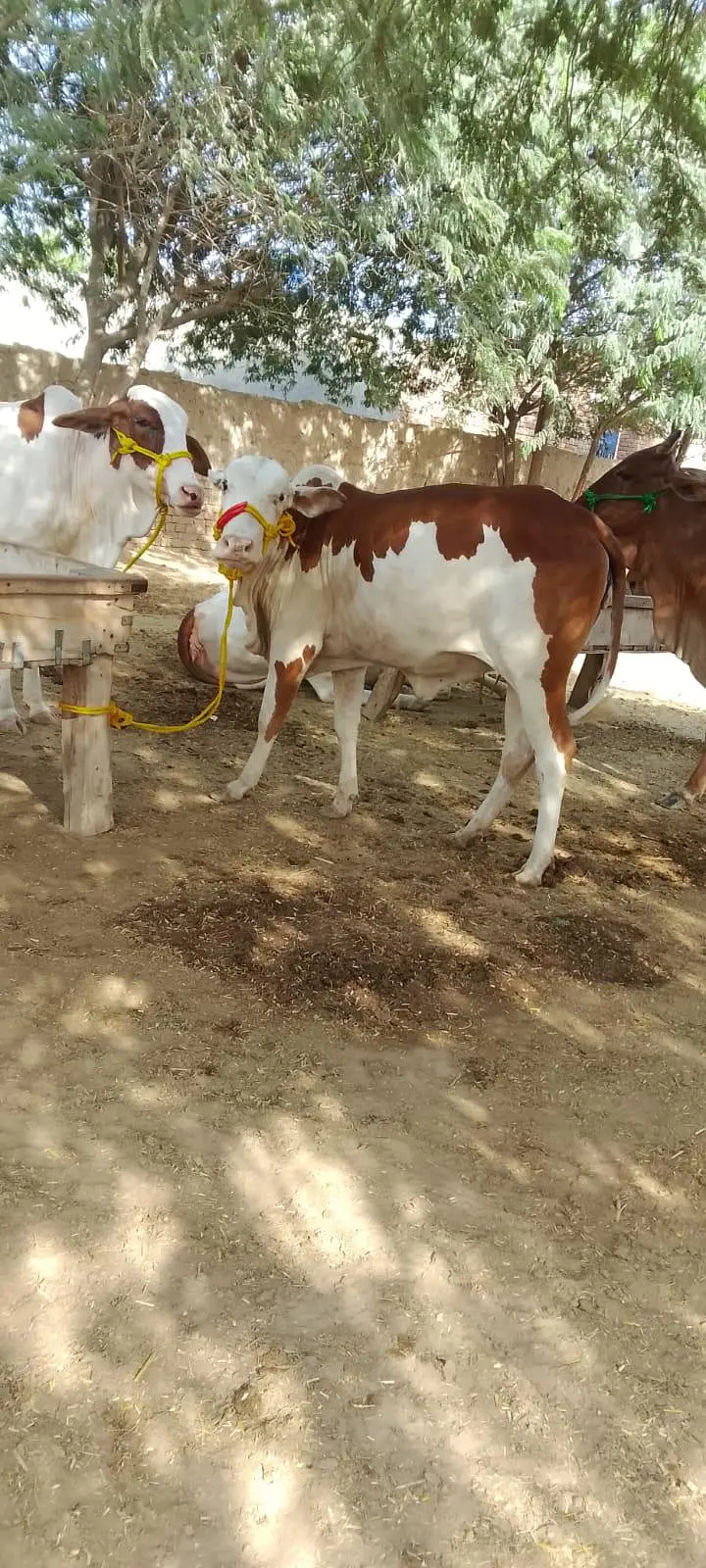 gulabi bachri — photo 2