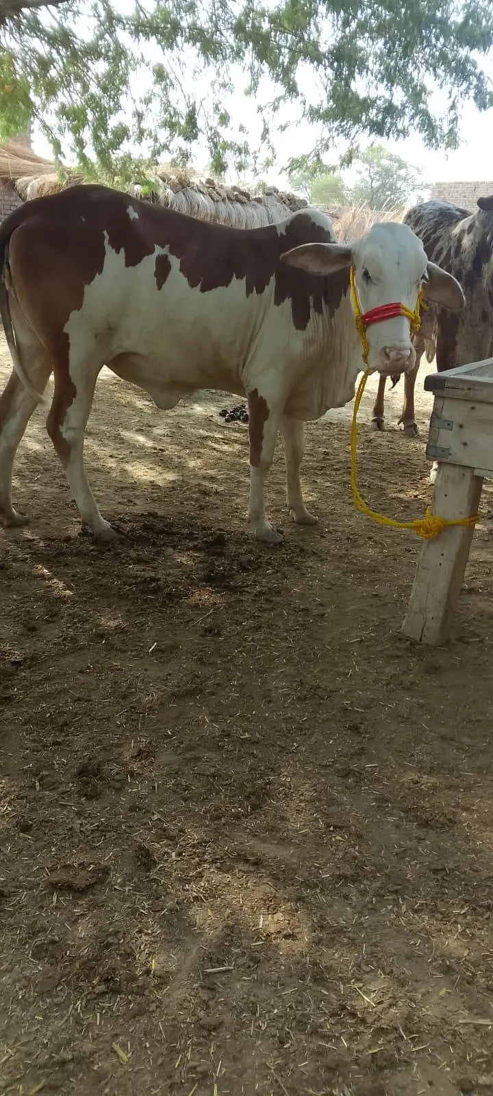 gulabi bachri — photo 3