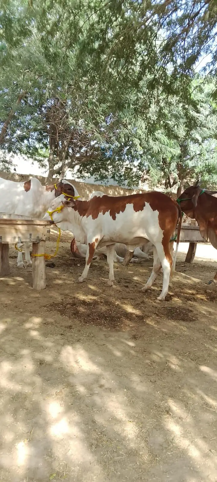 gulabi bachri — photo 5