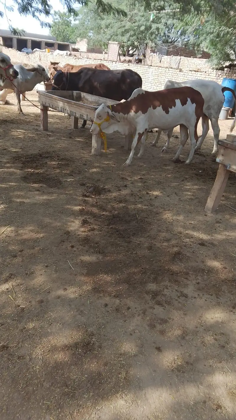 gulabi bachri — photo 6