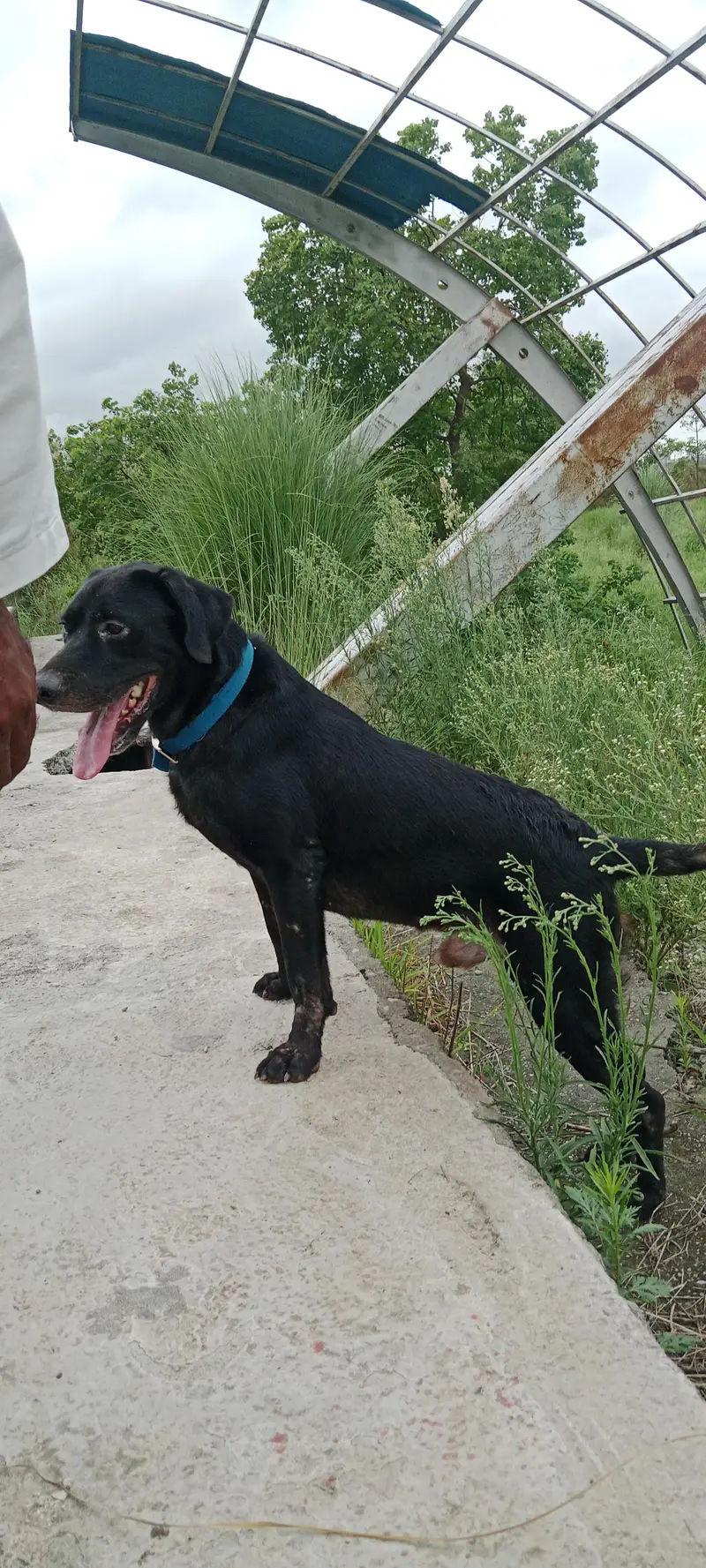 Home Breed