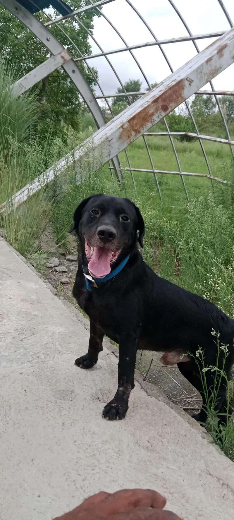 Home Breed — photo 2