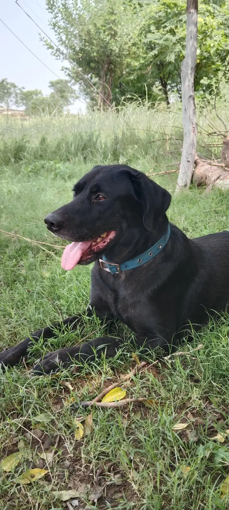 Home Breed — photo 3
