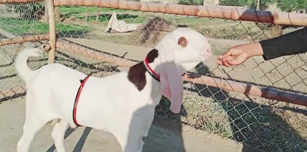 Bakra for sale call me+03230718297