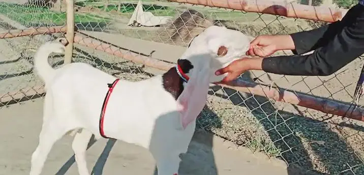 Bakra for sale call me+03230718297 — photo 3