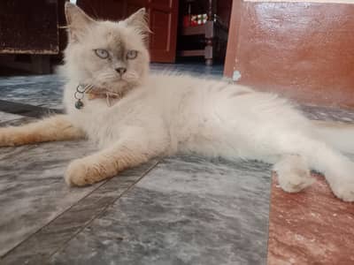 Female Persian Cat 1Year age