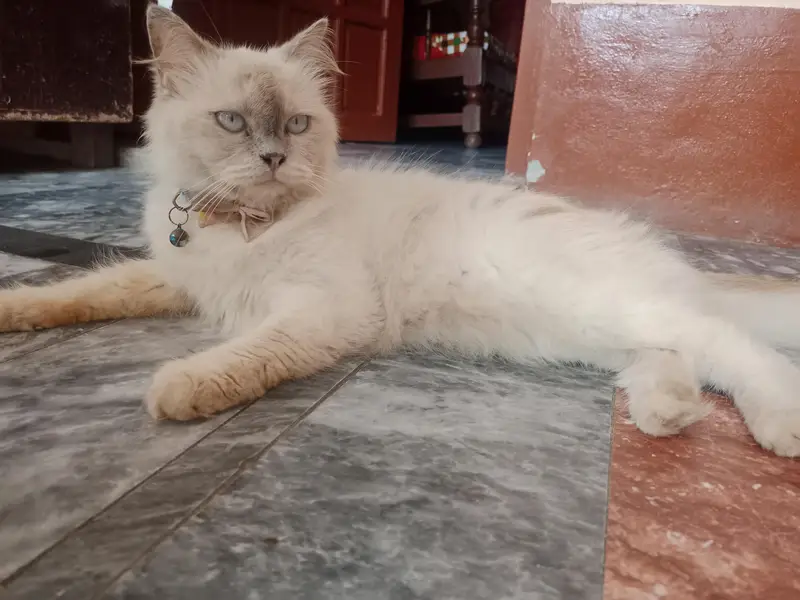 Female Persian Cat 1Year age
