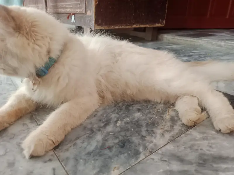 Female Persian Cat 1Year age — photo 2