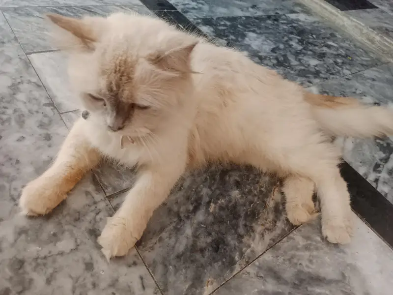 Female Persian Cat 1Year age — photo 3