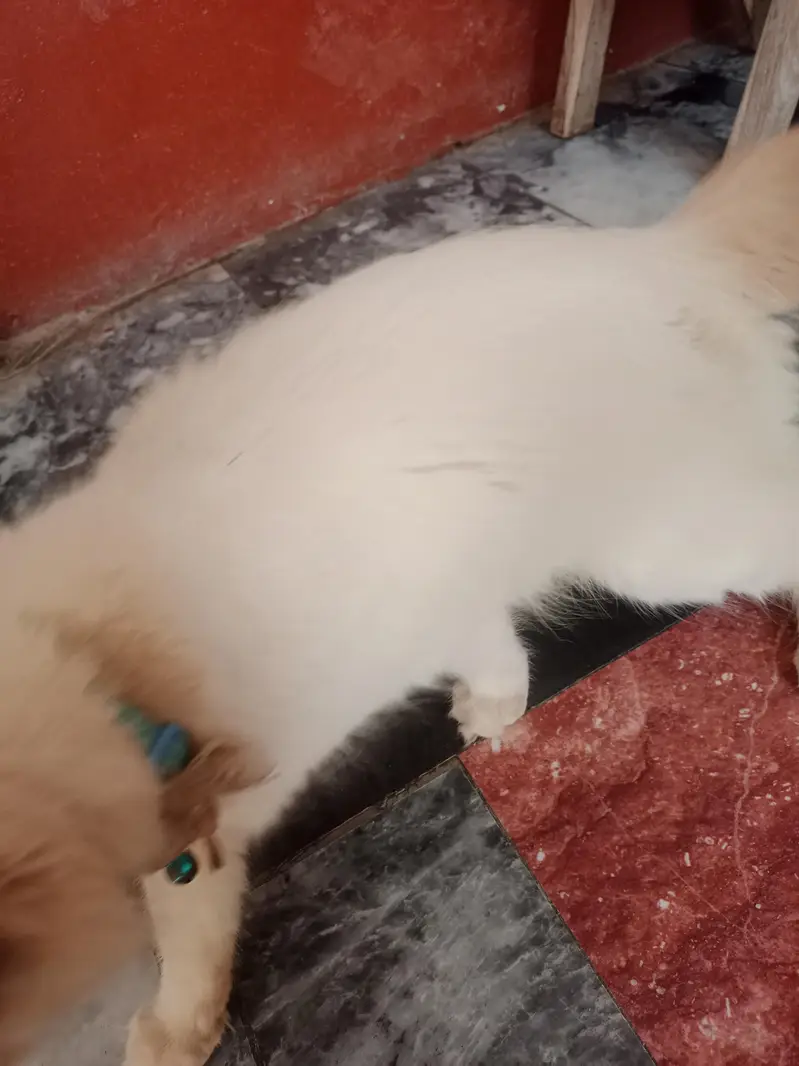 Female Persian Cat 1Year age — photo 4