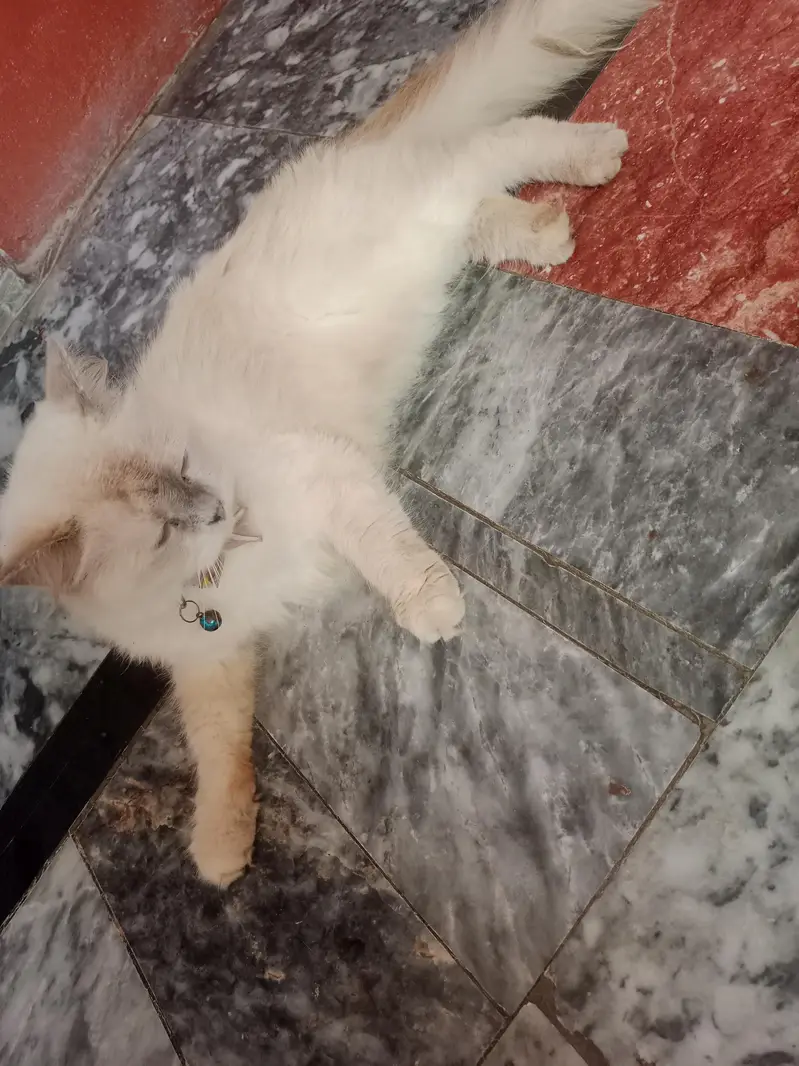 Female Persian Cat 1Year age — photo 5