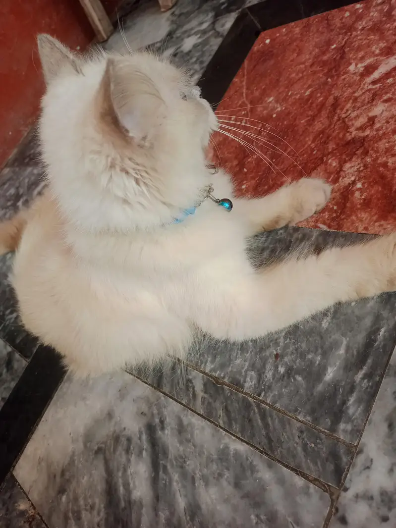 Female Persian Cat 1Year age — photo 6