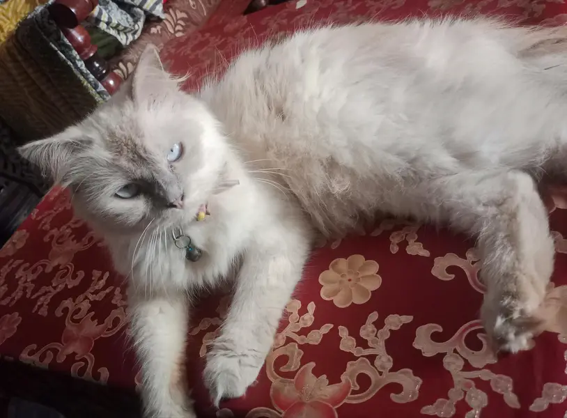 Female Persian Cat 1Year age — photo 7