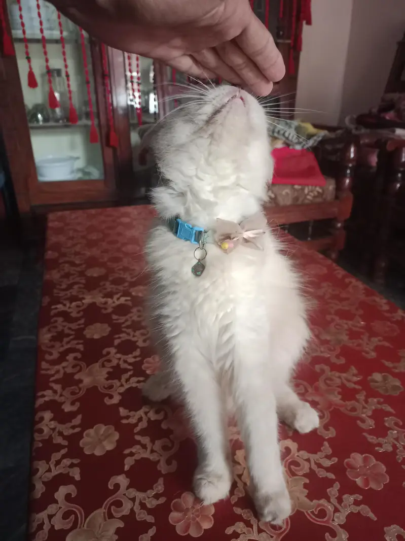 Female Persian Cat 1Year age — photo 8