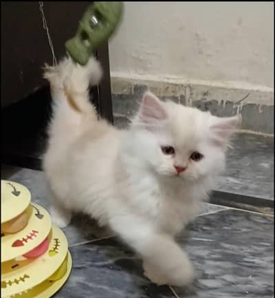 persian kitten /brown/fawn/calico  female /triple coat/ kitten