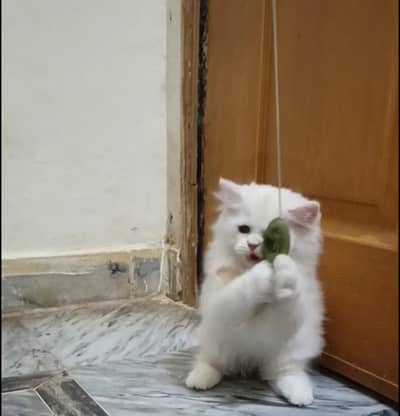 persian kitten /brown/fawn/calico  female /triple coat/ kitten