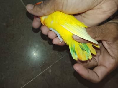 love birds