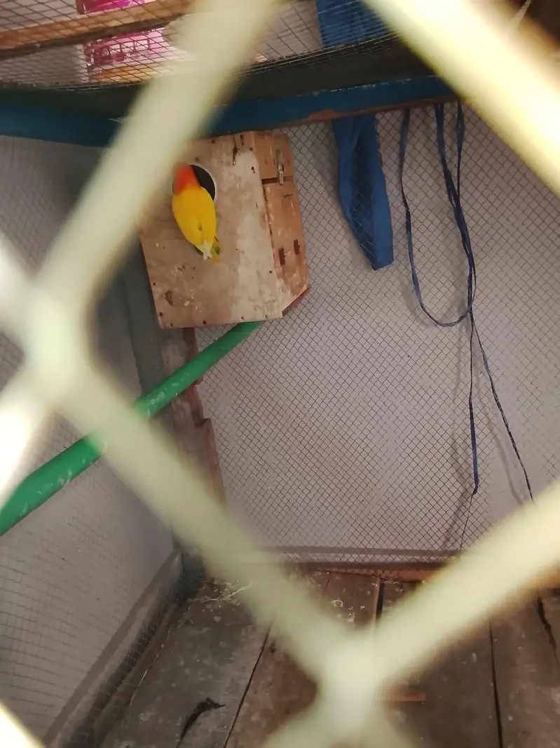 love birds — photo 2