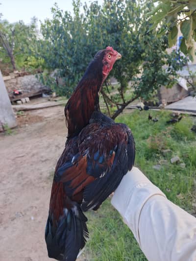 High Quality Aseel Murga