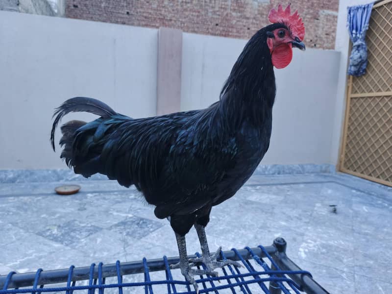 Australorp Roster 0