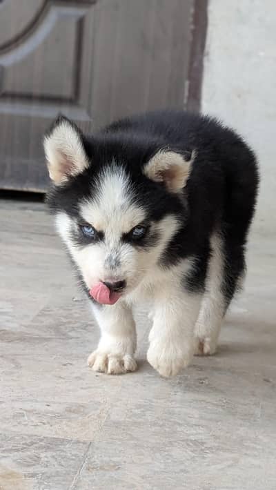 SIBERIAN HUSKY PUPPY