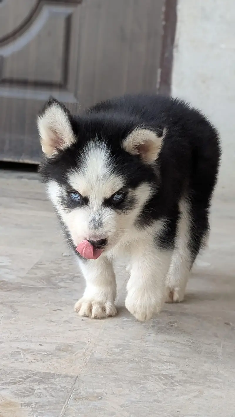 SIBERIAN HUSKY PUPPY