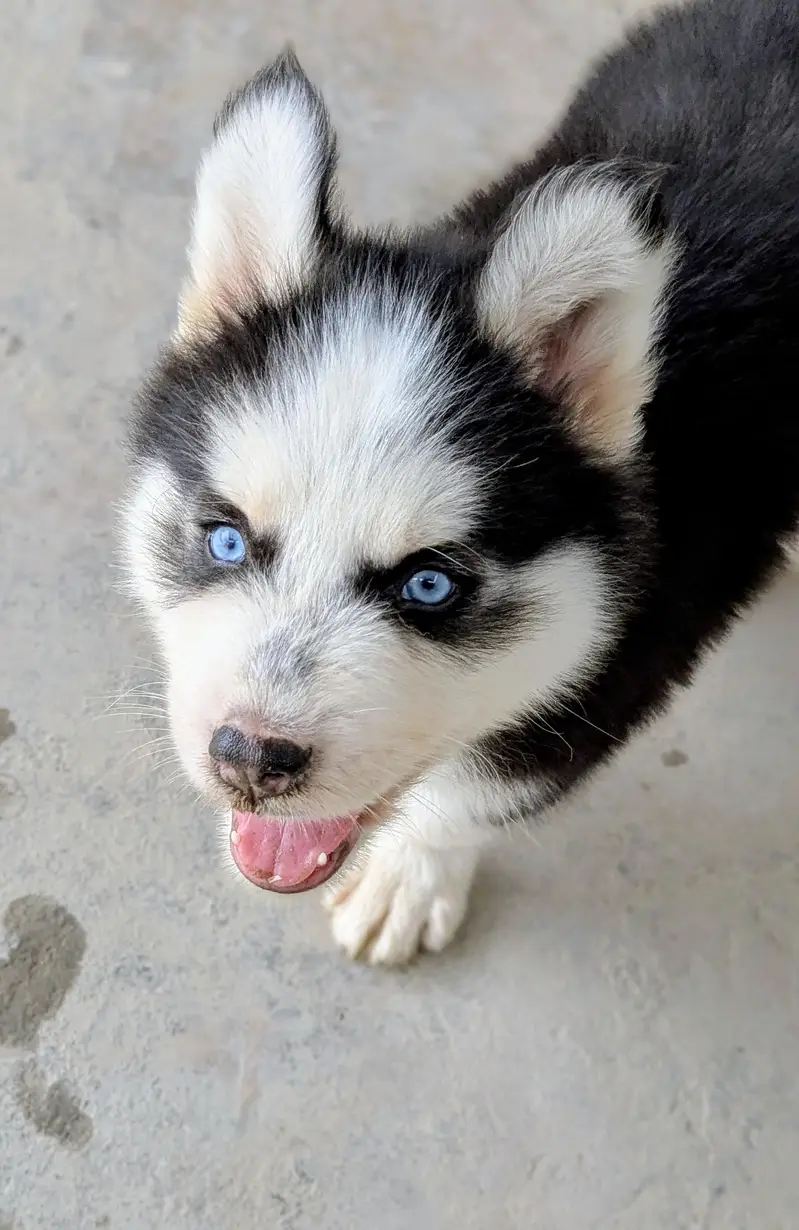 SIBERIAN HUSKY PUPPY — photo 2
