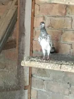 Super Fly Pigeons