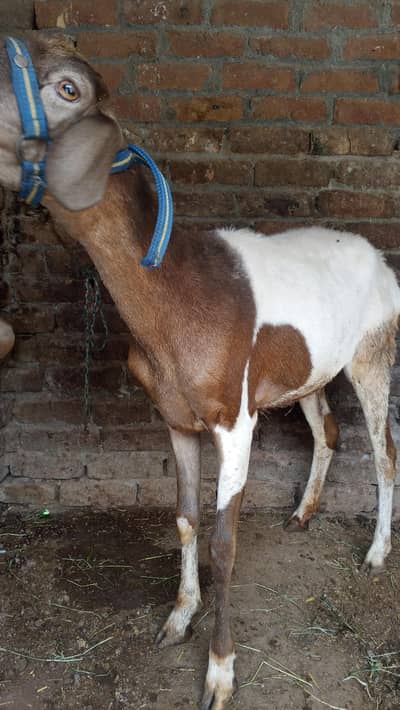 Bakra/ 2 dant/ Bakra for sale