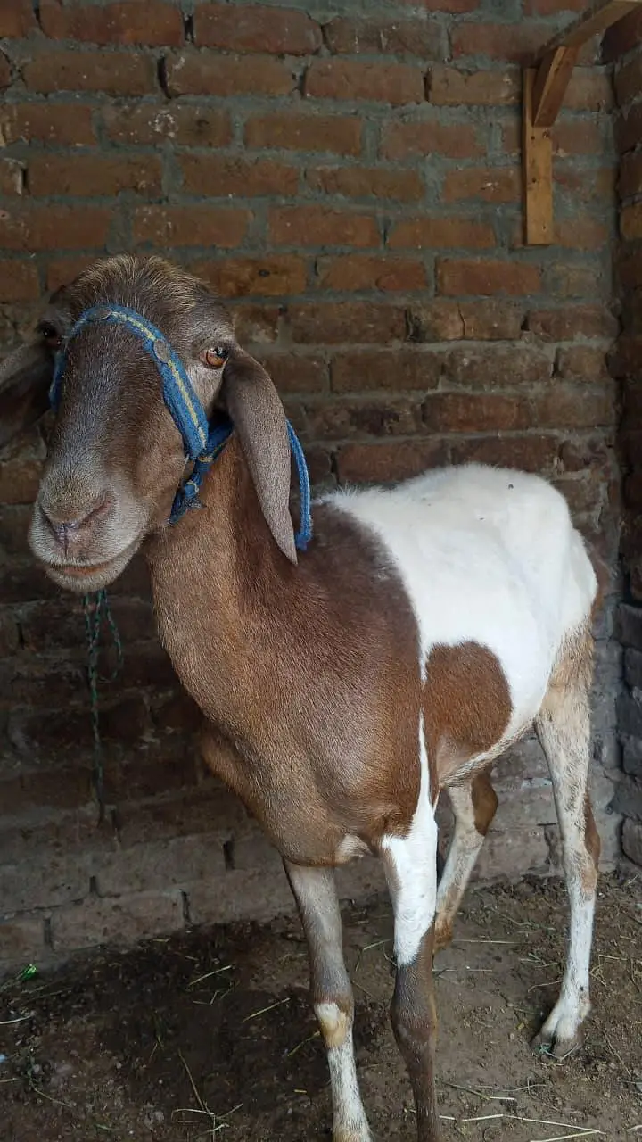 Bakra/ 2 dant/ Bakra for sale — photo 2