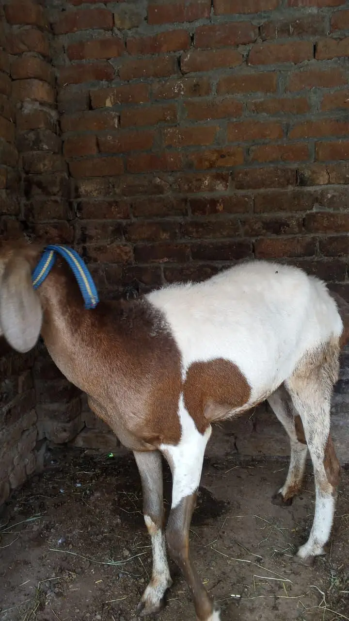 Bakra/ 2 dant/ Bakra for sale — photo 3
