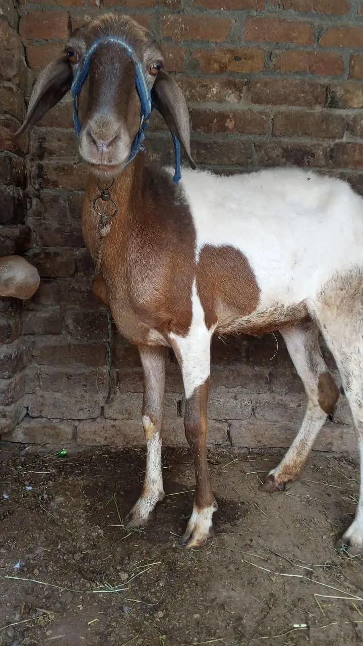 Bakra/ 2 dant/ Bakra for sale — photo 4