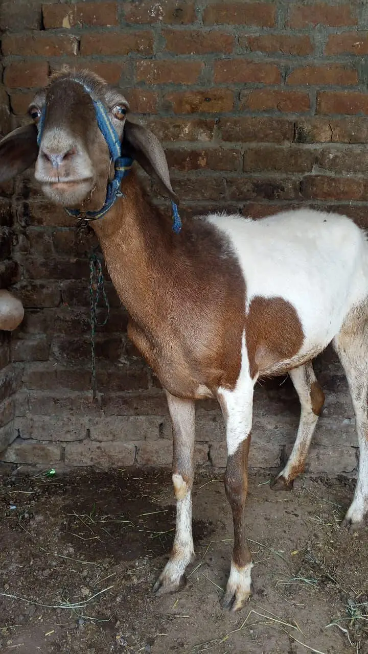Bakra/ 2 dant/ Bakra for sale — photo 5
