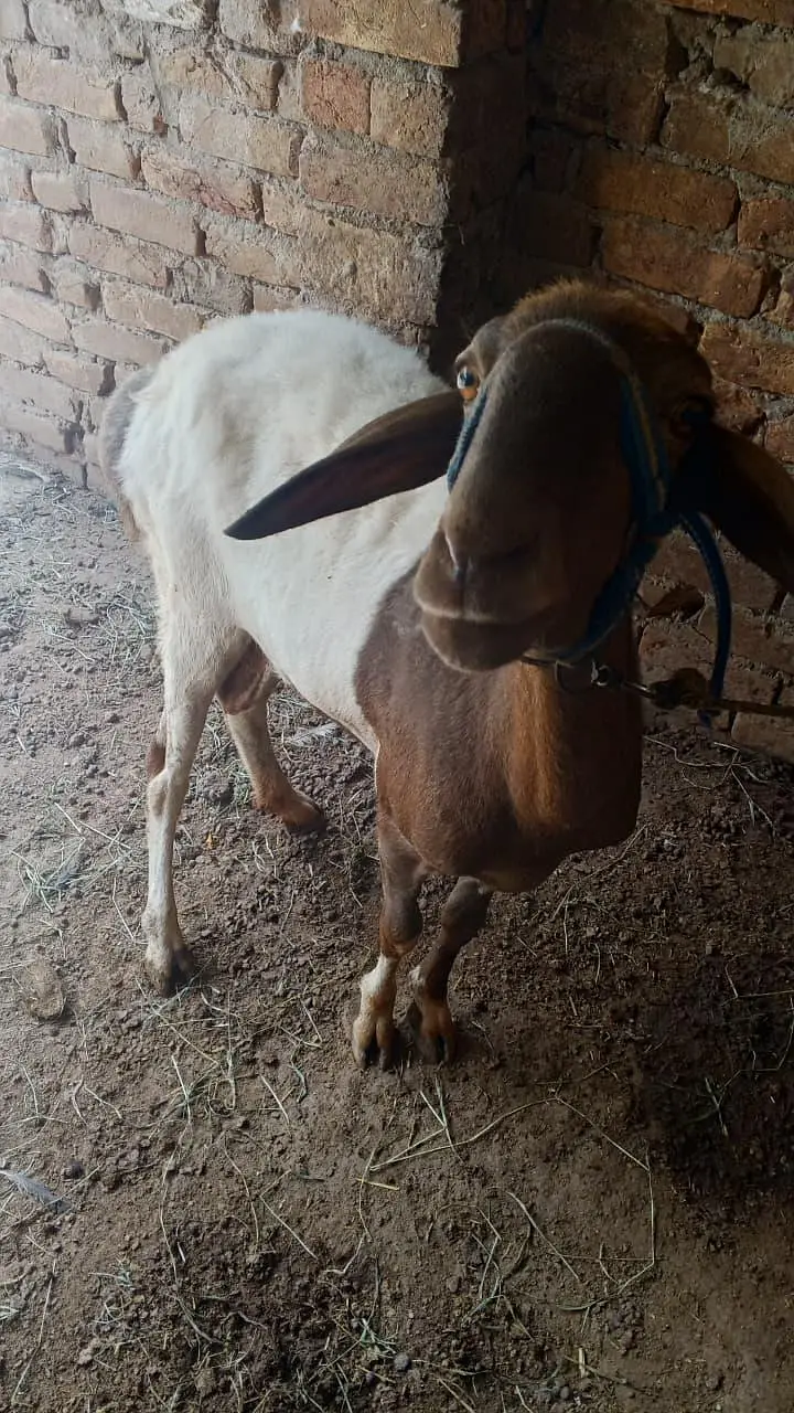 Bakra/ 2 dant/ Bakra for sale — photo 6