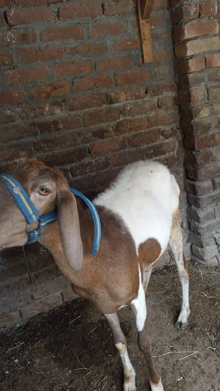 Bakra/ 2 dant/ Bakra for sale — photo 7