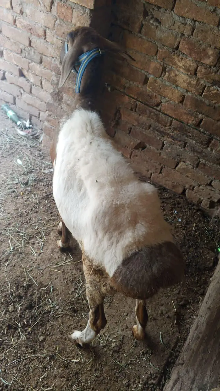Bakra/ 2 dant/ Bakra for sale — photo 8